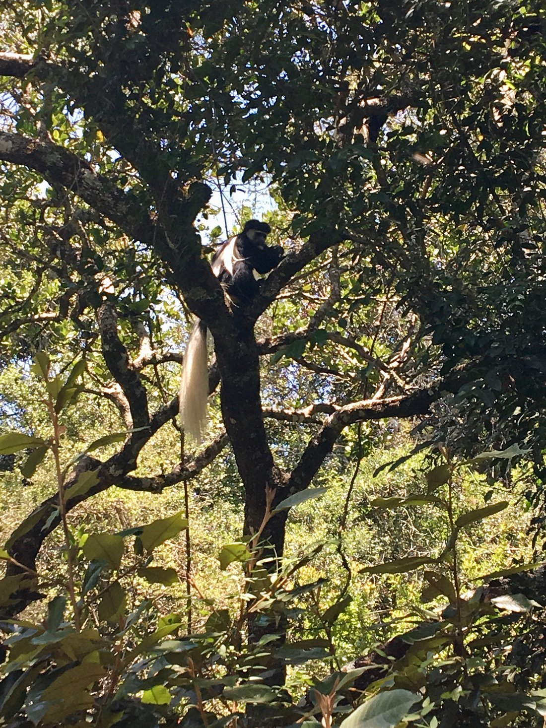 Olesamara Collection gallery 4